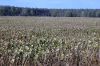 Duerreschaden-Sonnenblumen-Brandenburg-2018-180818-DSC_7866.jpg