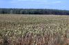 Duerreschaden-Sonnenblumen-Brandenburg-2018-180818-DSC_7868.jpg