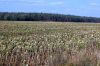 Duerreschaden-Sonnenblumen-Brandenburg-2018-180818-DSC_7869.jpg