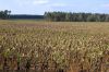 Duerreschaden-Sonnenblumen-Brandenburg-2018-180818-DSC_7871.jpg