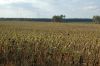 Duerreschaden-Sonnenblumen-Brandenburg-2018-180818-DSC_7872.jpg